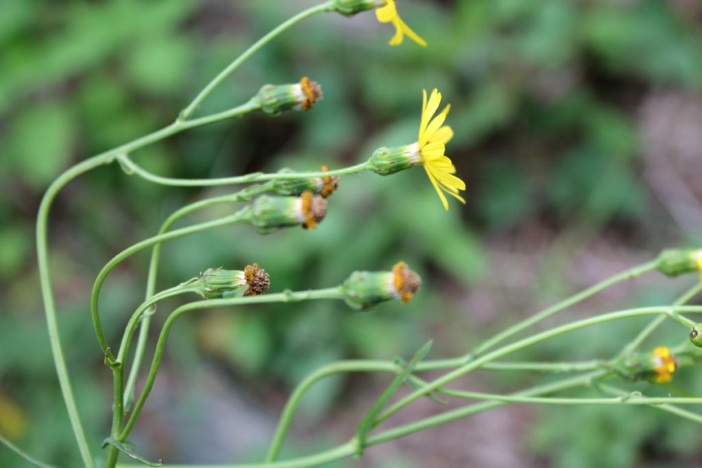 Senecio inaequidens (Asteraceae)